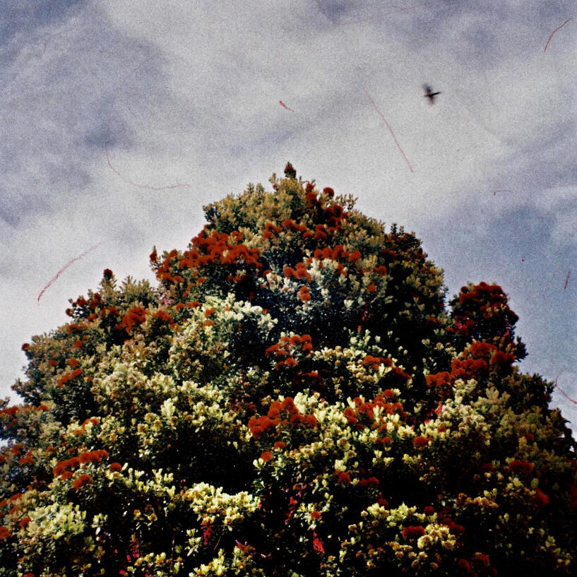 Minnie Robberds - Goodnight Dogs